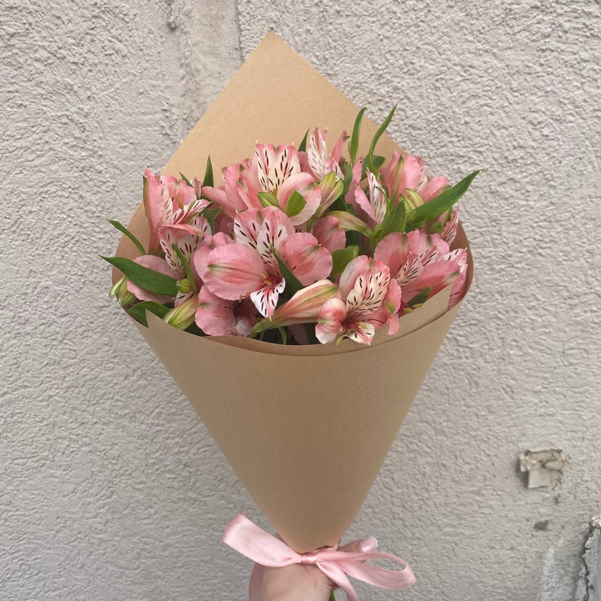 Pink White Alstra