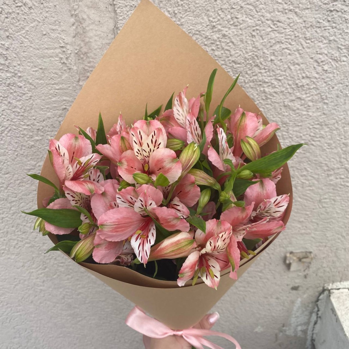 Pink White Alstra