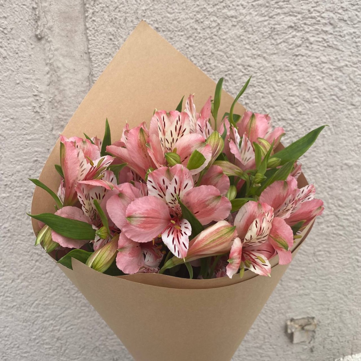 Pink White Alstra